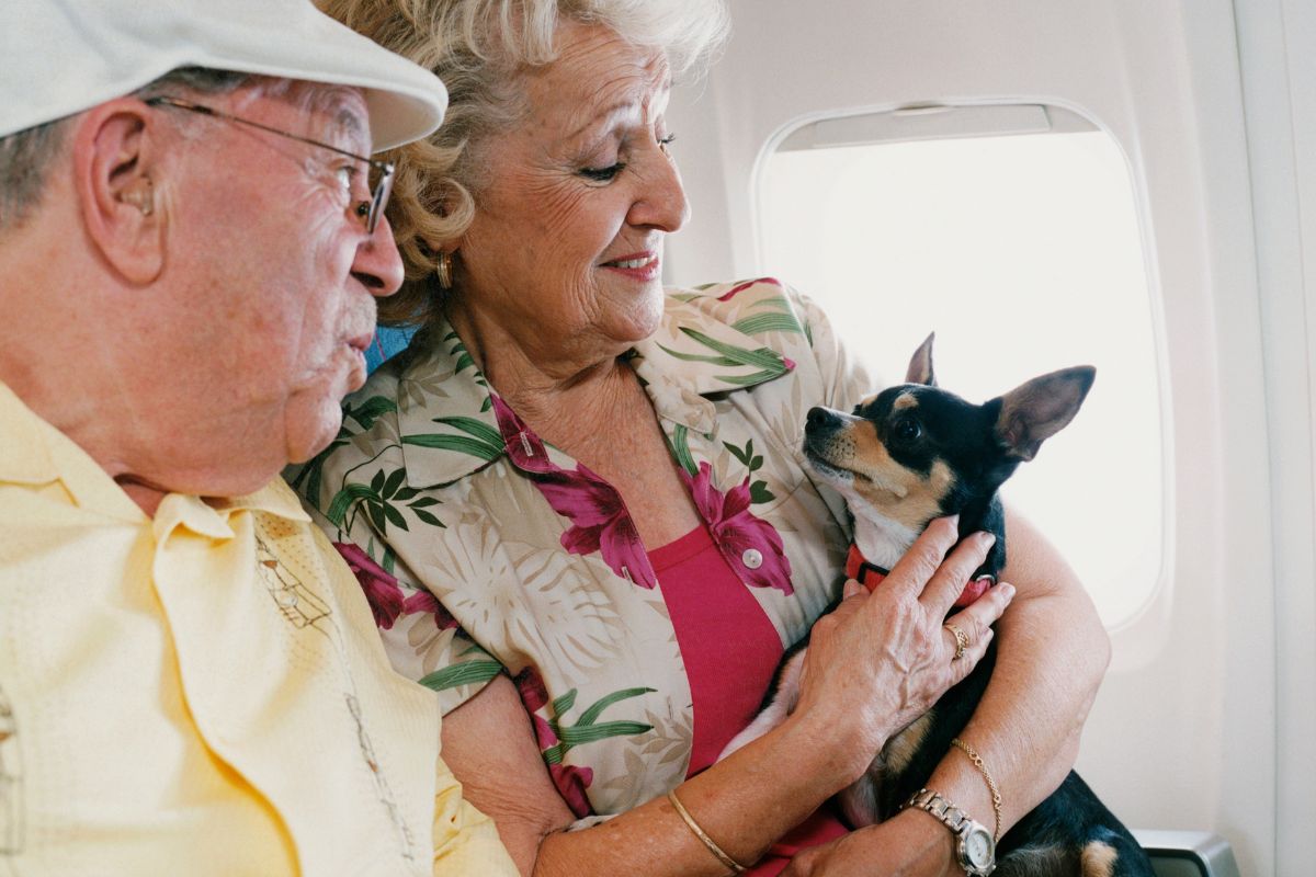 The Behavior Of Your Dog